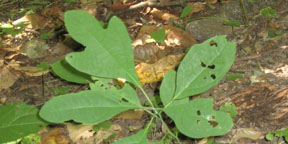 Sassafras albidum