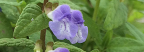 Scutellaria galericulata