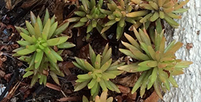 Sedum reflexum