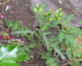 Senecio vulgaris