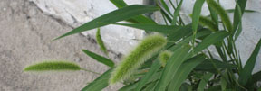 Setaria viridis