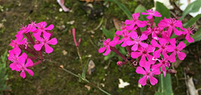 Silene armeria