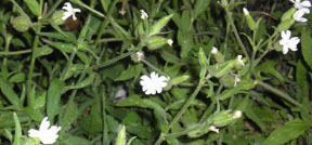 Silene latifolia