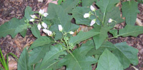 Solanum carolinense