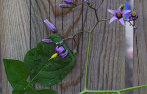 Solanum dulcamara