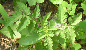 Solanum lycopersicum