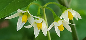 Solanum ptychanthum