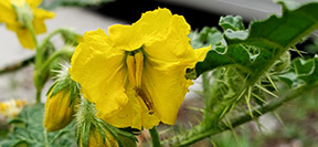 Solanum rostratum