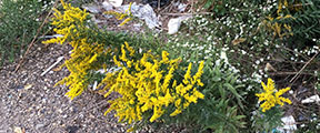 Solidago altissima