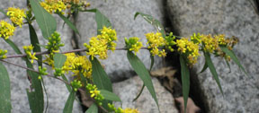 Solidago caesia