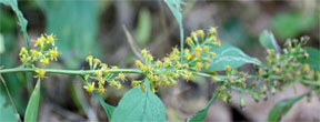 Solidago flexicaulis