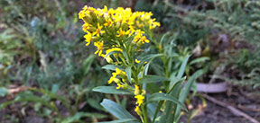 Solidago sempervirenss