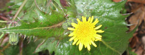 Sonchus oleraceus