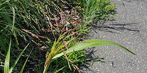 Sorghum halepense