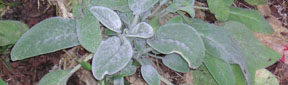 Stachys byzantina