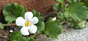 Sutera cordata