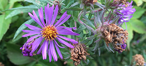 Symphyotrichum novae-angliae