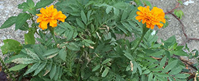 Tagetes patula