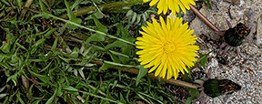 Taraxacum laevigatum