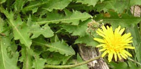 Taraxacum officinale