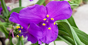 Tradescantia virginiana