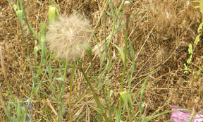 Tragopogon dubius Scop.