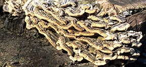 Trametes versicolor