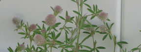 Trifolium arvense