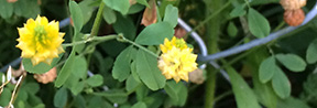 Trifolium campestre