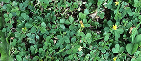 Trifolium dubium