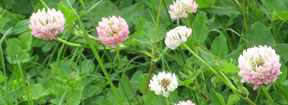 Trifolium hybridum