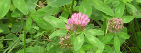 Trifolium pratense