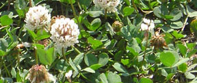 Trifolium repens