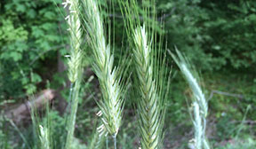 Triticum aestivum