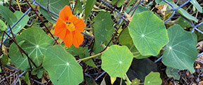 Tropaeolum majus