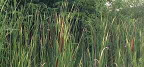 Typha angustifolia