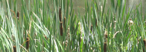 Typha latifolia