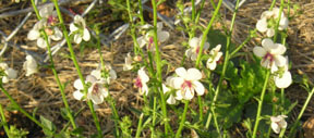 Verbascum blattaria