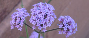 Verbena bonariensis