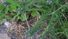 Verbena bracteata