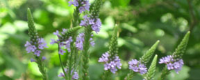 Verbena hastata