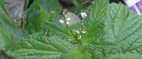 Verbena urticifolia