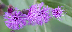 Vernonia noveboracensis