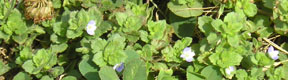 Veronica persica