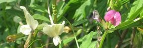 Vicia sativa