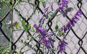 Vicia villosa