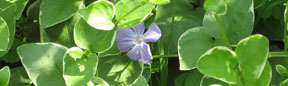 Vinca major