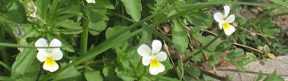 Viola arvensis