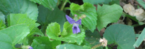 Viola sororia