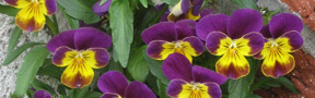 Viola tricolor